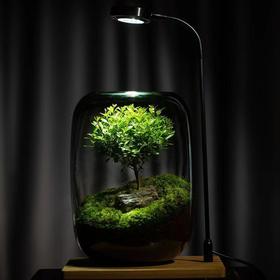 【生命之树】苔藓微景观生态瓶 | 桌面植物盆景高端礼物成品