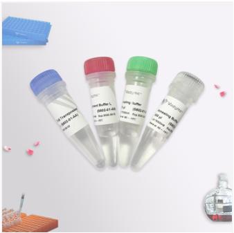 Hyperactive pG-Tn5 Transposase for CUT&Tag 商品图0