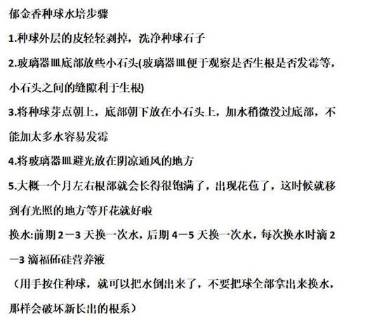 【3-5月花期】【特殊商品/.请提前看售后须知】【春天来了 一起种郁金香】随机色郁金香水培种球套装（种球5颗+玻璃瓶+小石子+营养液) 商品图4