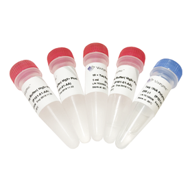 Taq DNA Polymerase (Mg2+ plus Buffer)