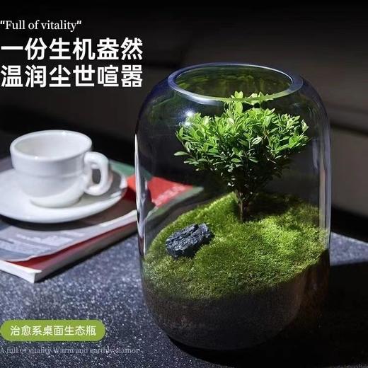 【生命之树】苔藓微景观生态瓶 | 桌面植物盆景高端礼物成品 商品图3