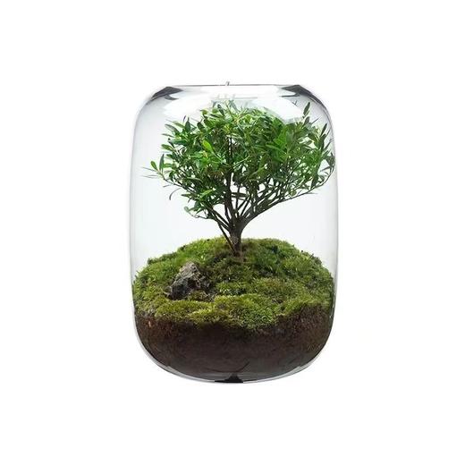 【生命之树】苔藓微景观生态瓶 | 桌面植物盆景高端礼物成品 商品图7