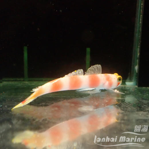 马代粉条纹虾虎 商品图2