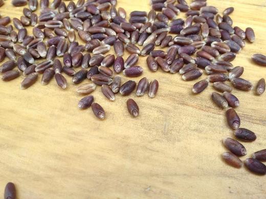 黑小麦仁500g 商品图4