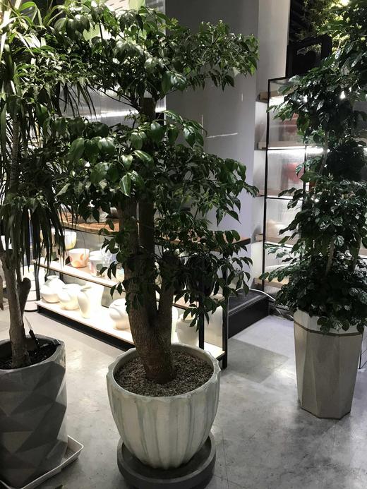 宽口盆-幸福树 商品图0