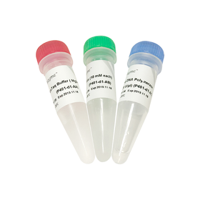 AceTaq  DNA Polymerase