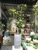 横纹高盆-富贵榕 商品缩略图0