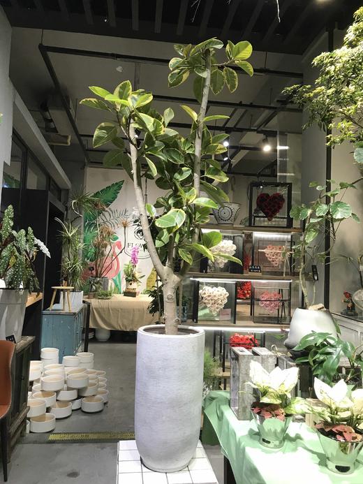 横纹高盆-富贵榕 商品图0