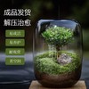 【生命之树】苔藓微景观生态瓶 | 桌面植物盆景高端礼物成品 商品缩略图2