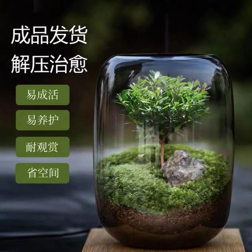 【生命之树】苔藓微景观生态瓶 | 桌面植物盆景高端礼物成品 商品图2