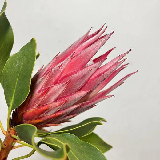 进口红帝王 商品图0