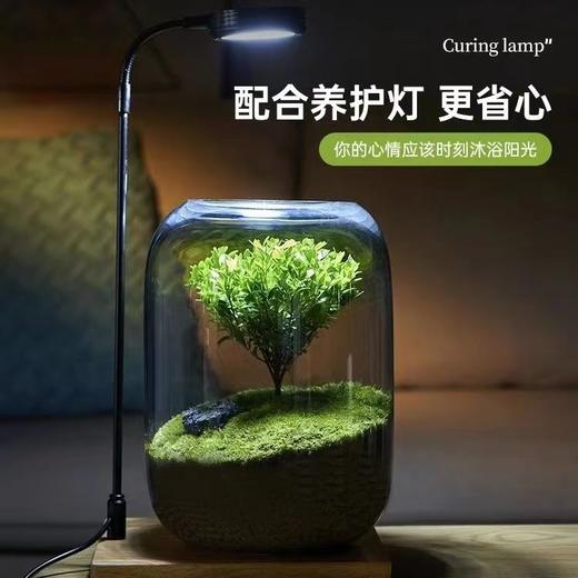 【生命之树】苔藓微景观生态瓶 | 桌面植物盆景高端礼物成品 商品图4