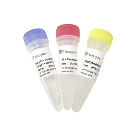 Bst DNA Polymerase Large Fragment