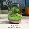 【生命之树】苔藓微景观生态瓶 | 桌面植物盆景高端礼物成品 商品缩略图5