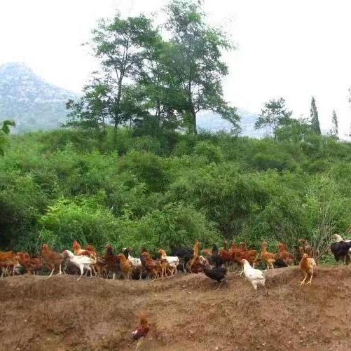 有机鸡蛋，山林散养有机认证，28项药残未检出，顺丰发货 商品图5