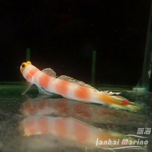 马代粉条纹虾虎 商品图1