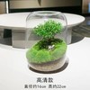 【生命之树】苔藓微景观生态瓶 | 桌面植物盆景高端礼物成品 商品缩略图6