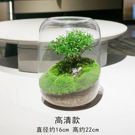 【生命之树】苔藓微景观生态瓶 | 桌面植物盆景高端礼物成品 商品图6