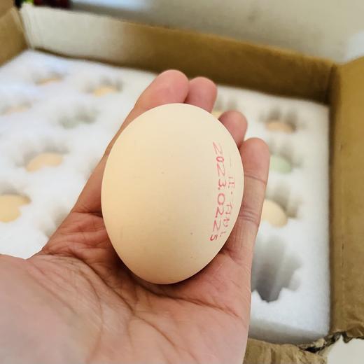 有机鸡蛋，山林散养有机认证，28项药残未检出，顺丰发货 商品图1