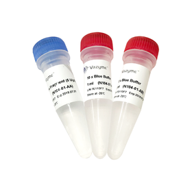 DNA polymerase I Klenow fragment