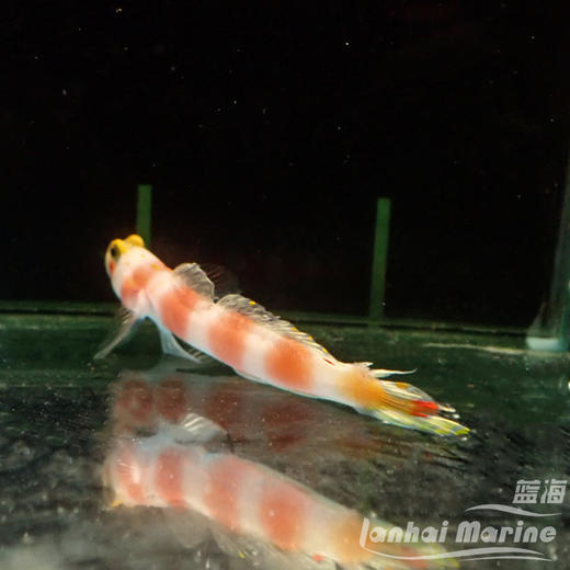马代粉条纹虾虎 商品图3