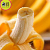 🛵【同城】菲律宾🇵🇭进口Dole超甜香蕉🍌 商品缩略图2