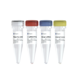 miRNA 1st Strand cDNA Synthesis Kit (by tailing A)