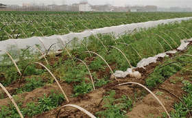 大葱苗床使用除草剂有风险