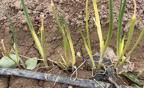 大葱早春用肥，警惕这些施肥误区