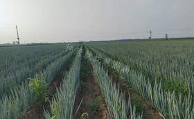 大葱育苗苗床第一水应该怎么浇