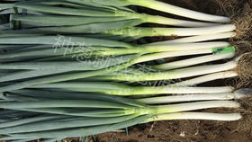 大葱栽培选择哪种肥料长得好?这样用肥产量高