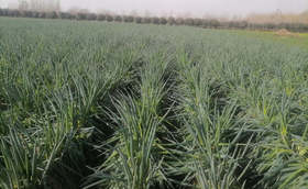 多地迎来降温预警警惕大葱冻害