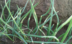 开春大葱育苗除草剂使用注意事项