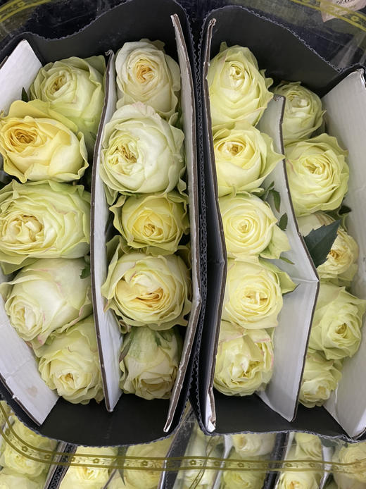 【昆明玫瑰】奶油杯  20枝  A级 商品图8