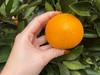 麻阳冰糖橙 甘甜爽一爱上皮薄肉甜 商品缩略图3