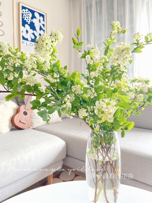 【单瓣小手球】一束约4-5支/份 商品图2