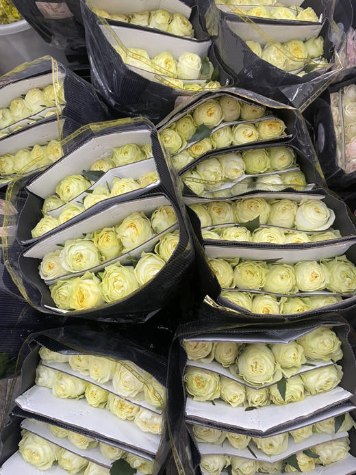 【昆明玫瑰】奶油杯  20枝  A级 商品图9