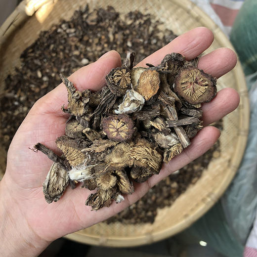 白头翁 商品图3