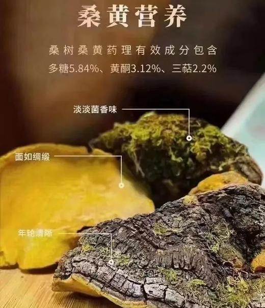 添合泰桑黄 商品图2