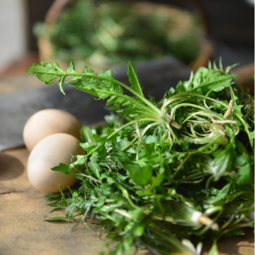 有机樱桃林下野生荠菜 2斤 商品图0