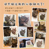 寻找自己名字的猫  日本绘本4冠王 斩获多项绘本大奖  暖心治愈的心灵启示 商品缩略图5