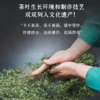 （预计上市时间3月下旬）2024中茶绿茶春茶明前非遗洞庭山碧螺春茶叶礼盒80g 商品缩略图1