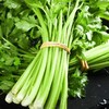 芹菜490g-510g 商品缩略图0