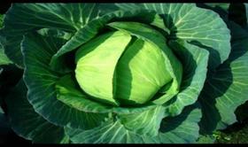 新鲜大头菜1个（约1-1.5斤）