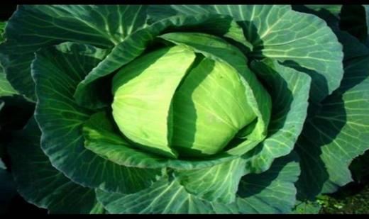 新鲜大头菜1个（约1-1.5斤） 商品图0