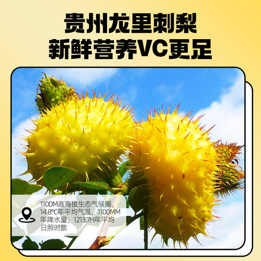 杞里香尝萃刺梨原浆500ml盒装（50ml*10瓶） 商品图3