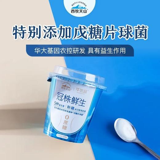 西牧天山冠株酸奶 100克*12瓶/箱 商品图0