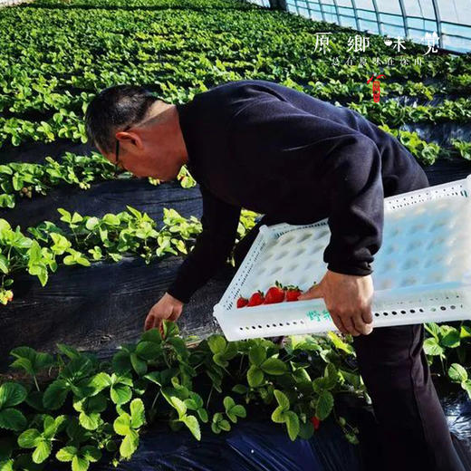 有机草莓（基地直发-顺丰包邮）| 2斤大小混装，来自张家口，生产者：李鹏飞，【合作生产，公平贸易】 商品图5
