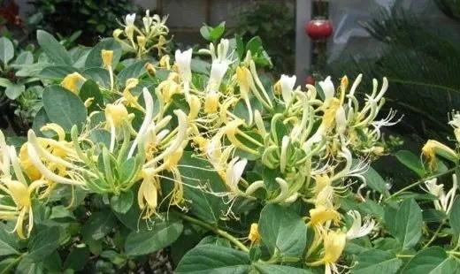 添合泰金银花 商品图1