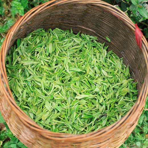 （2026新茶）钱塘龙井 雨前一级250g方包（Y1） 商品图4